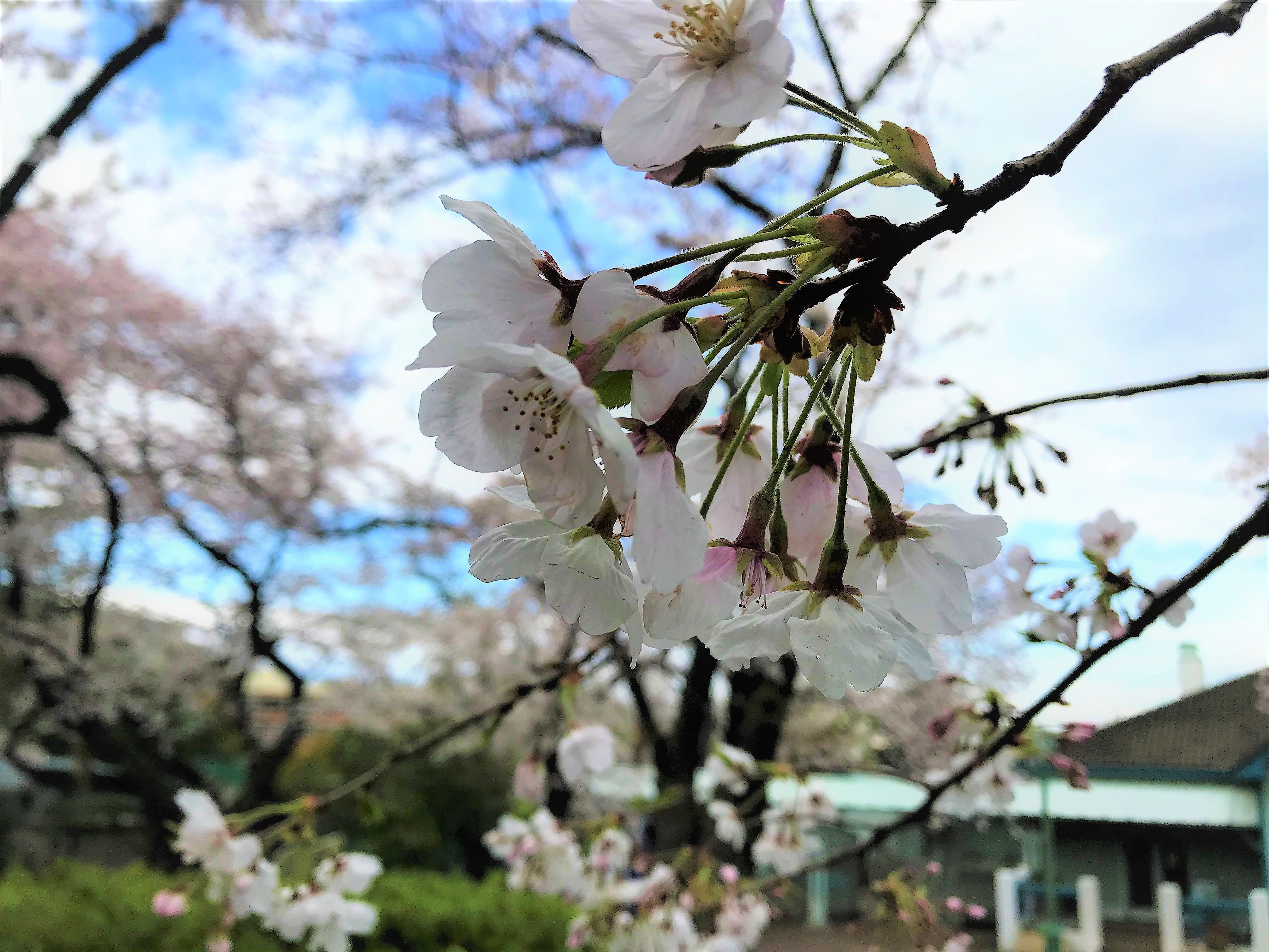 ザ・グレート・サスケ主催の桜を見る会